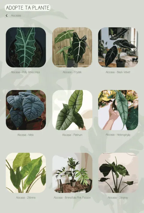 Adopte ta plante - écran